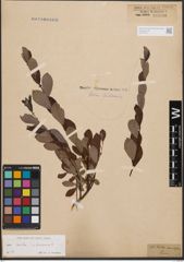 Salix aurita L. x Salix starkeana Willd.